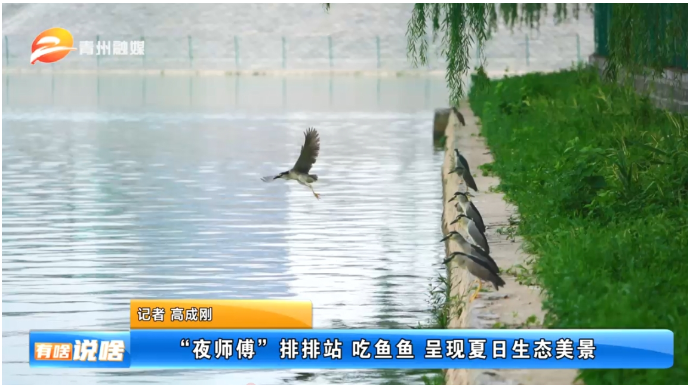 “夜师傅”排排站 吃鱼鱼 呈现夏日生态美景