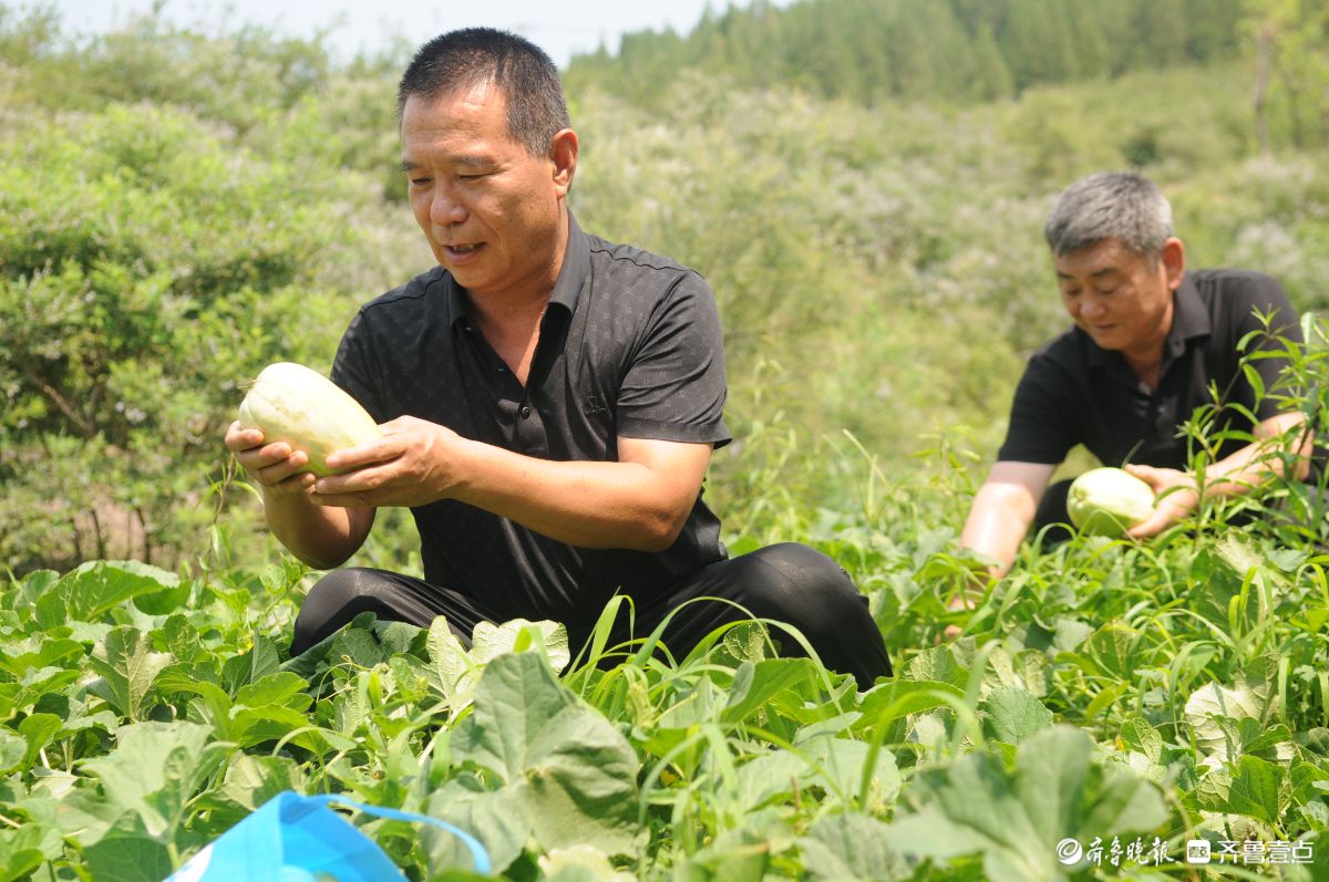 “沙土作物”变身“订单农业”市场旺