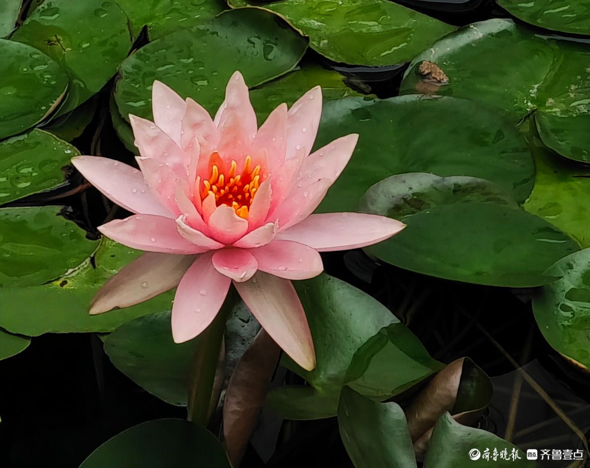 盆栽睡莲花竞艳