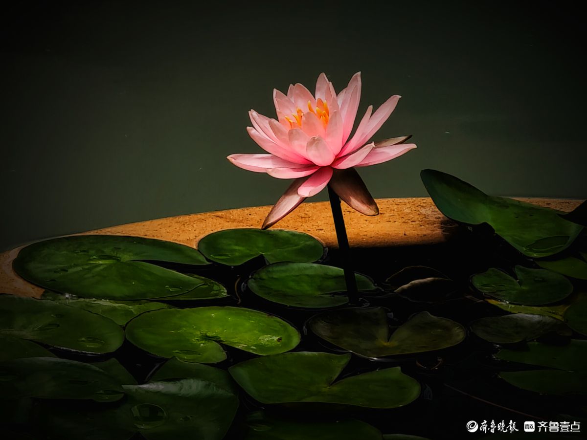 盆栽睡莲花竞艳