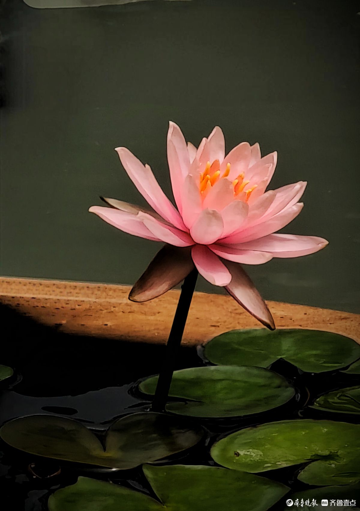 盆栽睡莲花竞艳