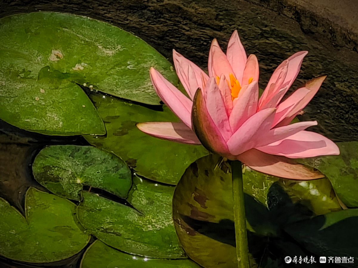 盆栽睡莲花竞艳