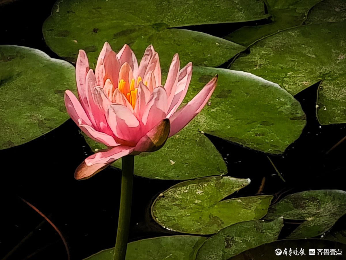 盆栽睡莲花竞艳