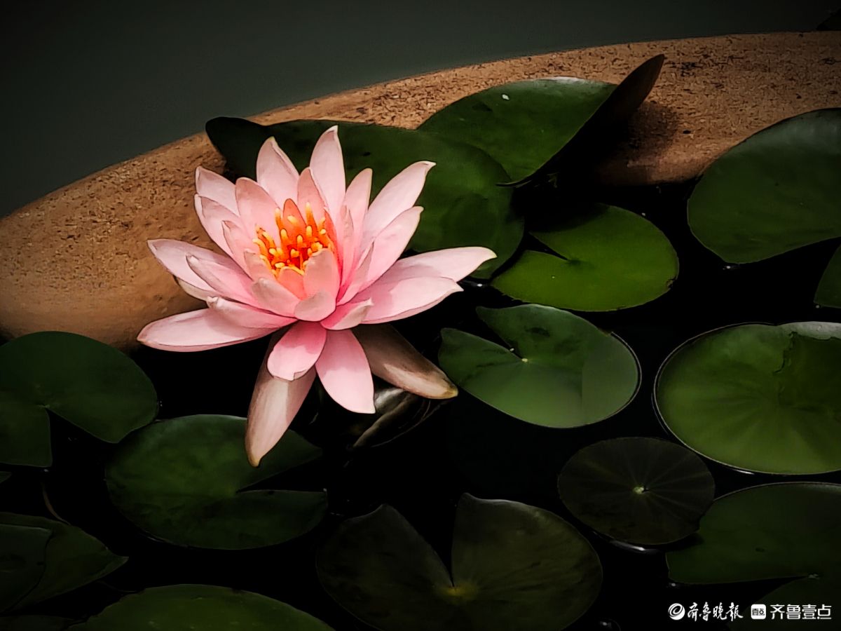 盆栽睡莲花竞艳