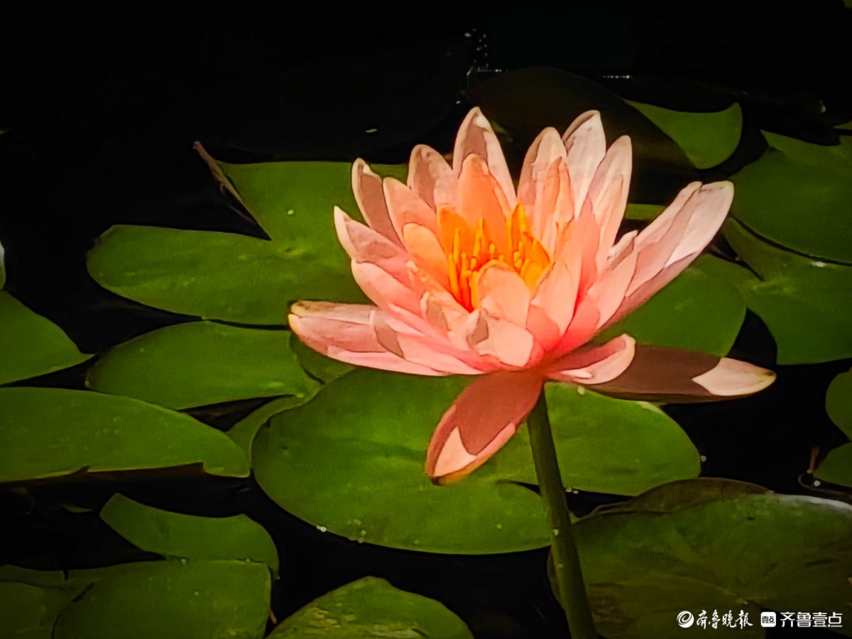盆栽睡莲花竞艳