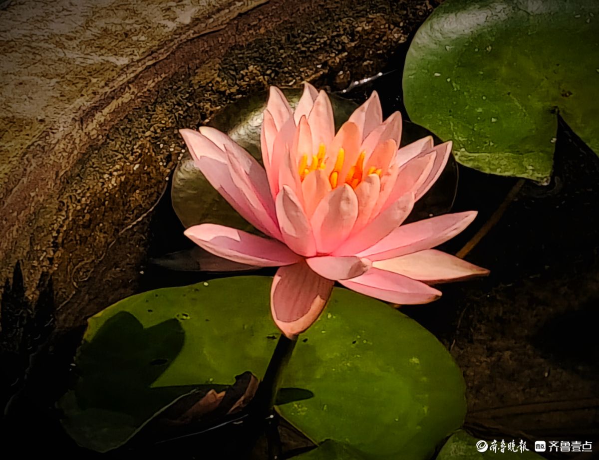 盆栽睡莲花竞艳