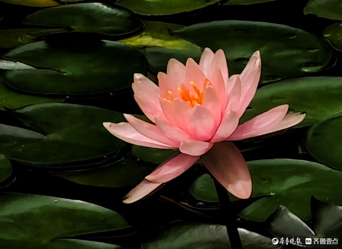 盆栽睡莲花竞艳