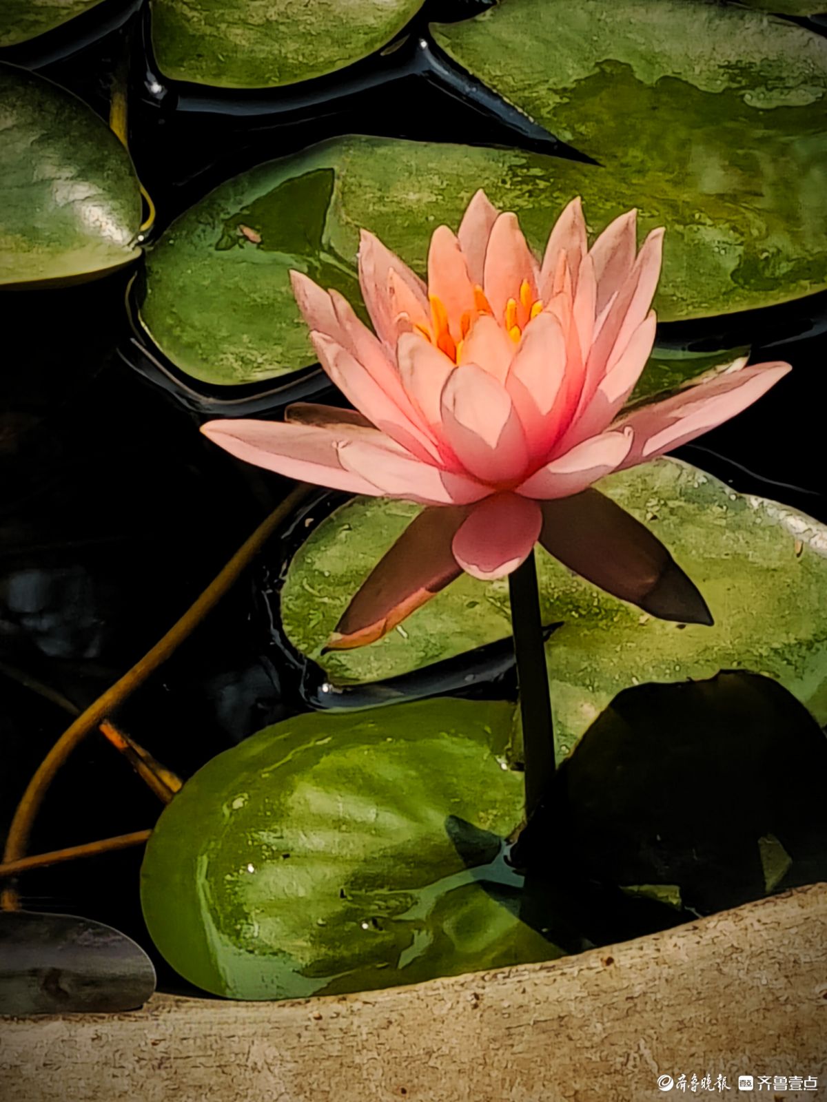 盆栽睡莲花竞艳