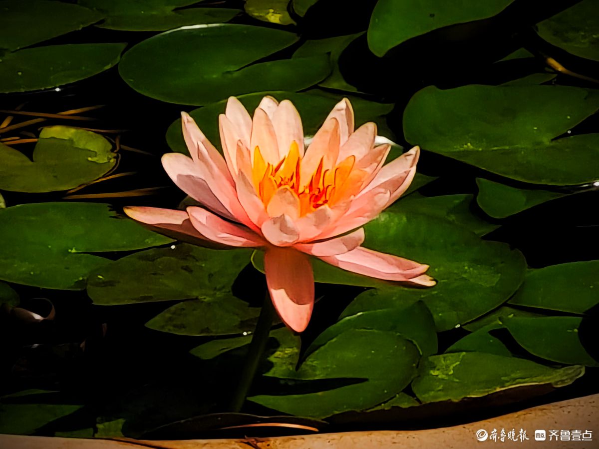 盆栽睡莲花竞艳