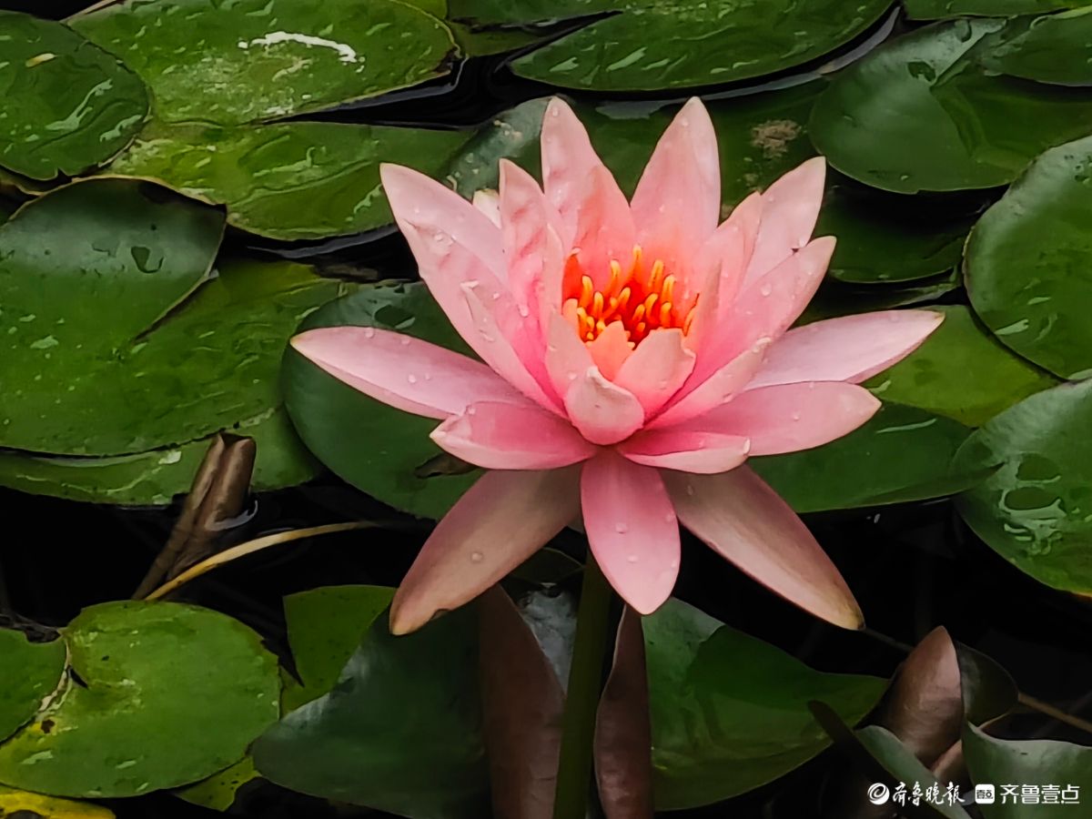 盆栽睡莲花竞艳