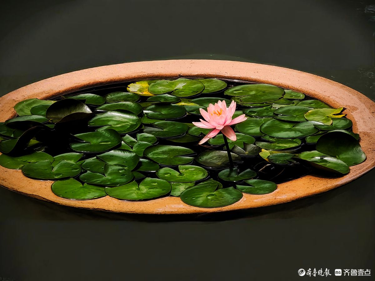 盆栽睡莲花竞艳