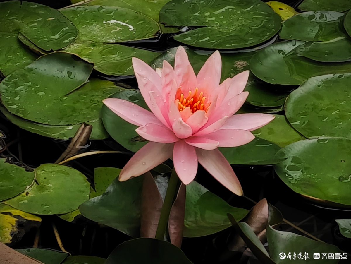 盆栽睡莲花竞艳