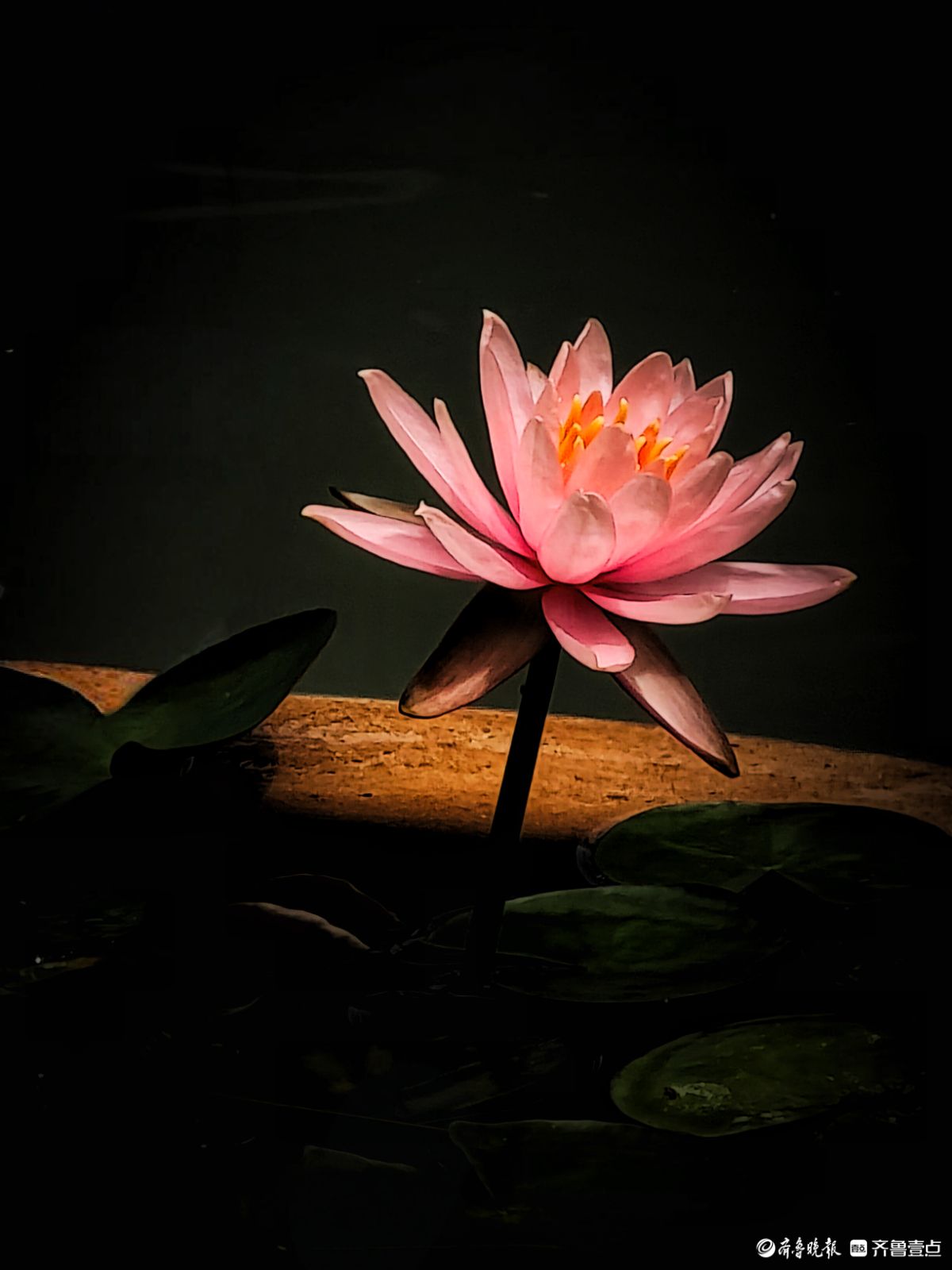 盆栽睡莲花竞艳