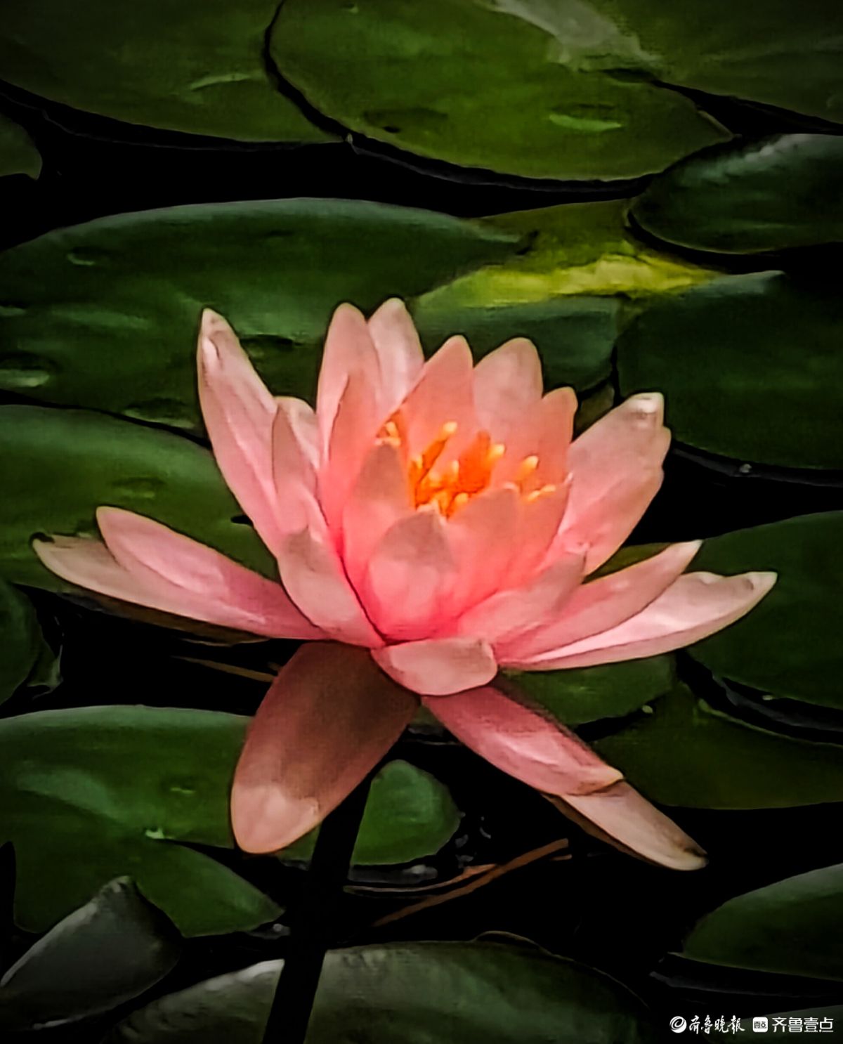 盆栽睡莲花竞艳