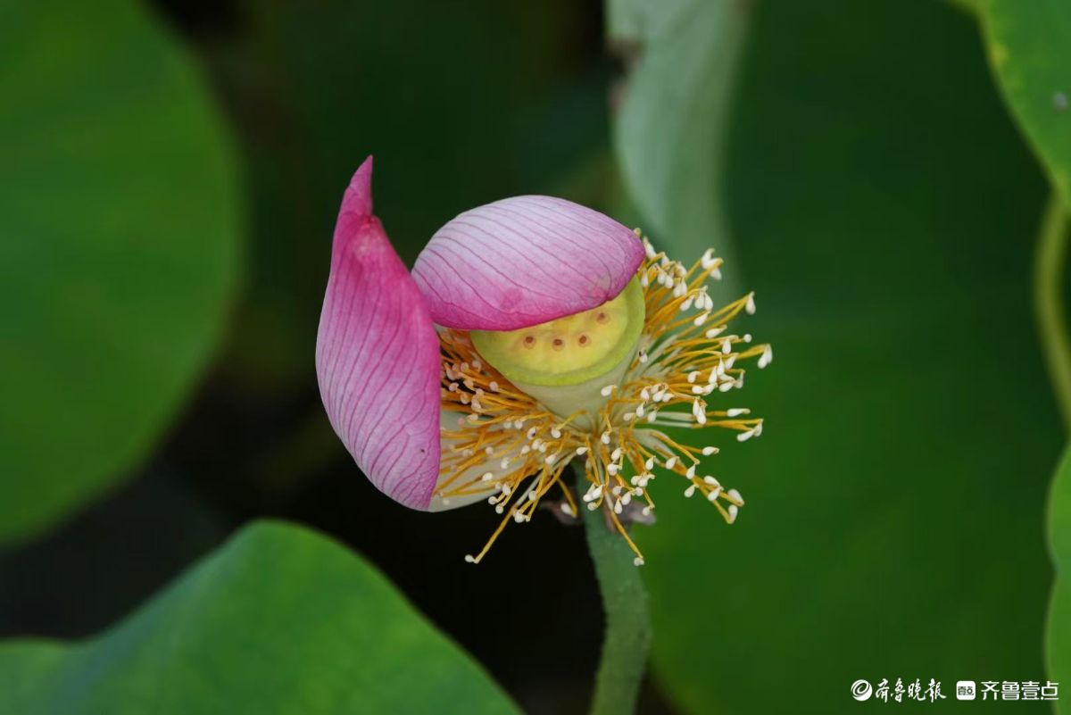 白泉湿地小红荷