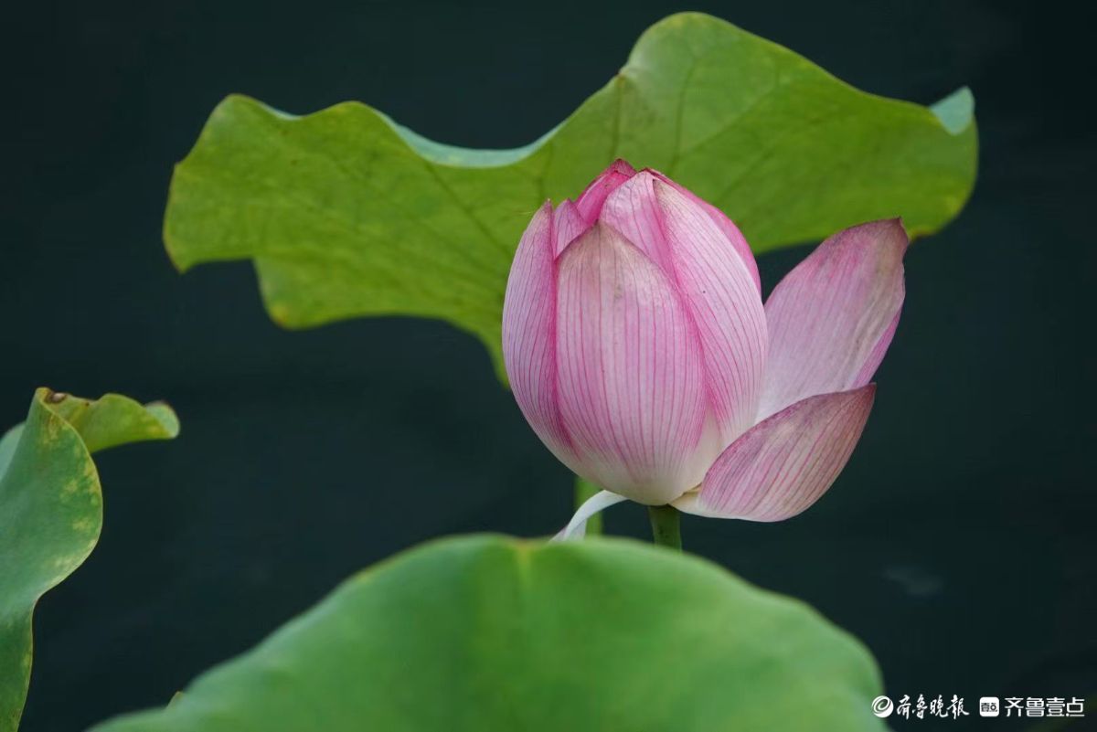 白泉湿地小红荷