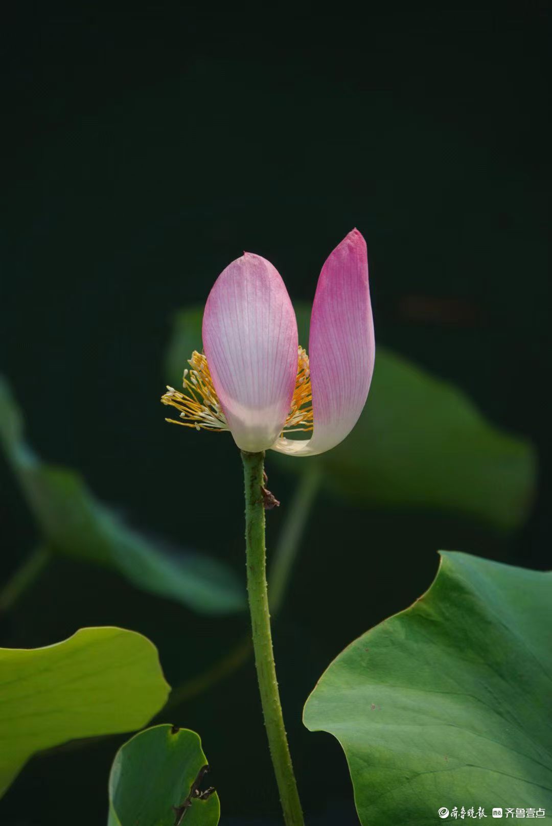 白泉湿地小红荷
