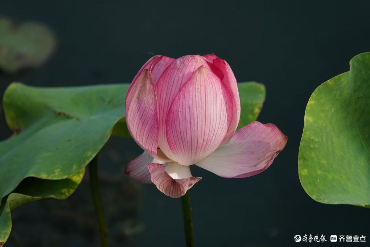 白泉湿地小红荷
