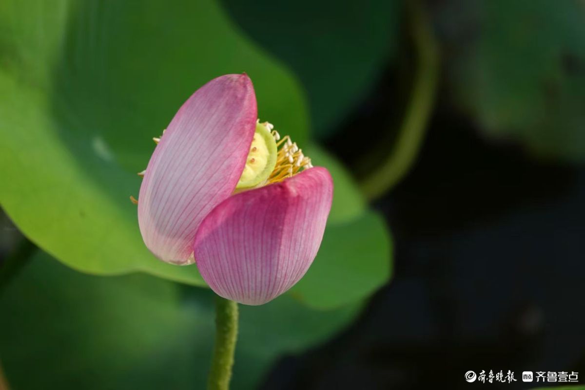 白泉湿地小红荷