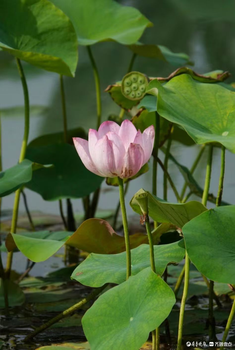 白泉湿地小红荷