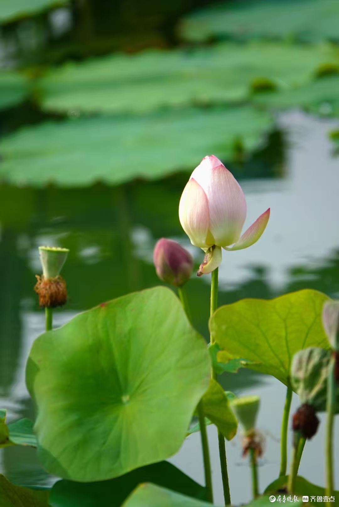 白泉湿地小红荷