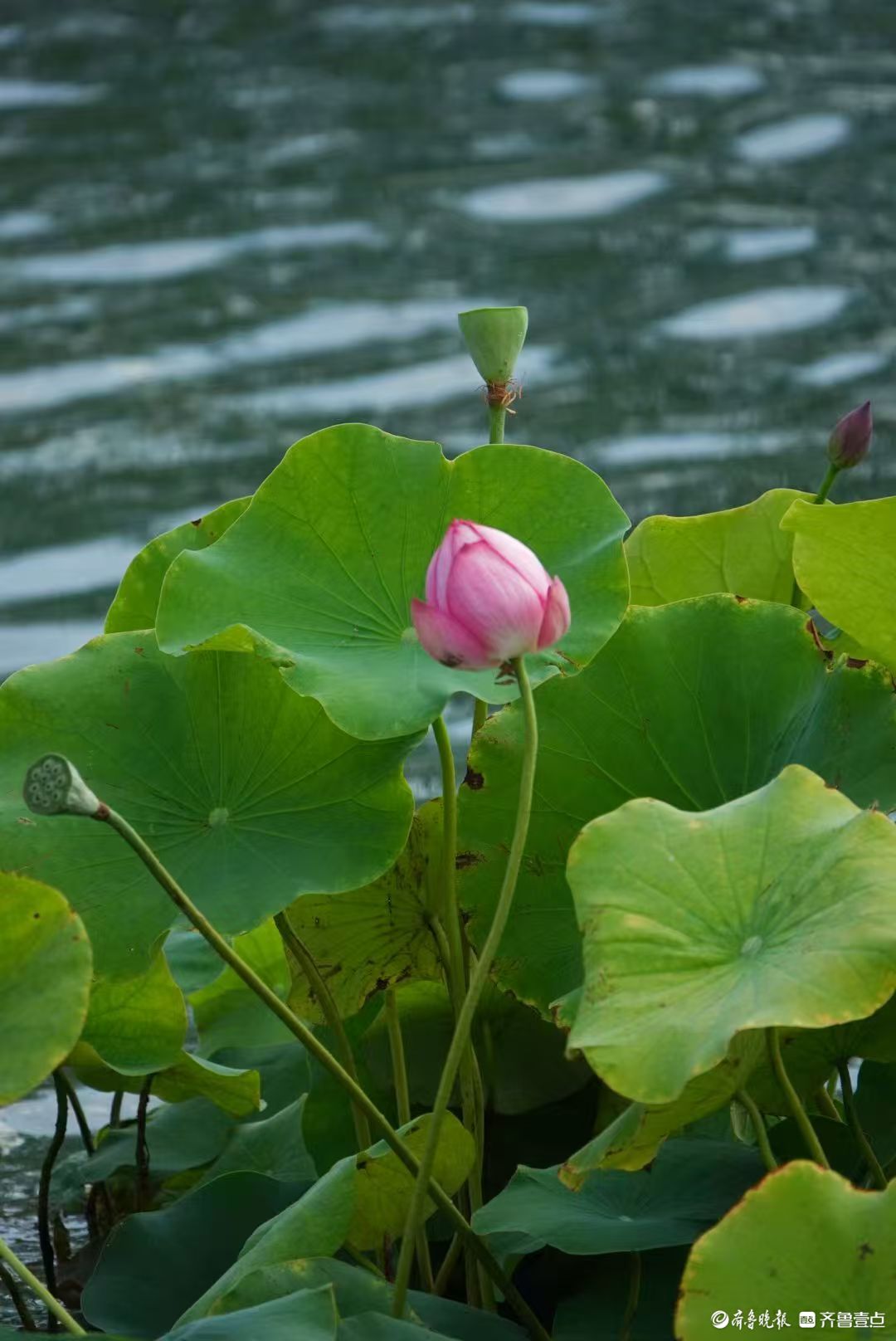 白泉湿地小红荷