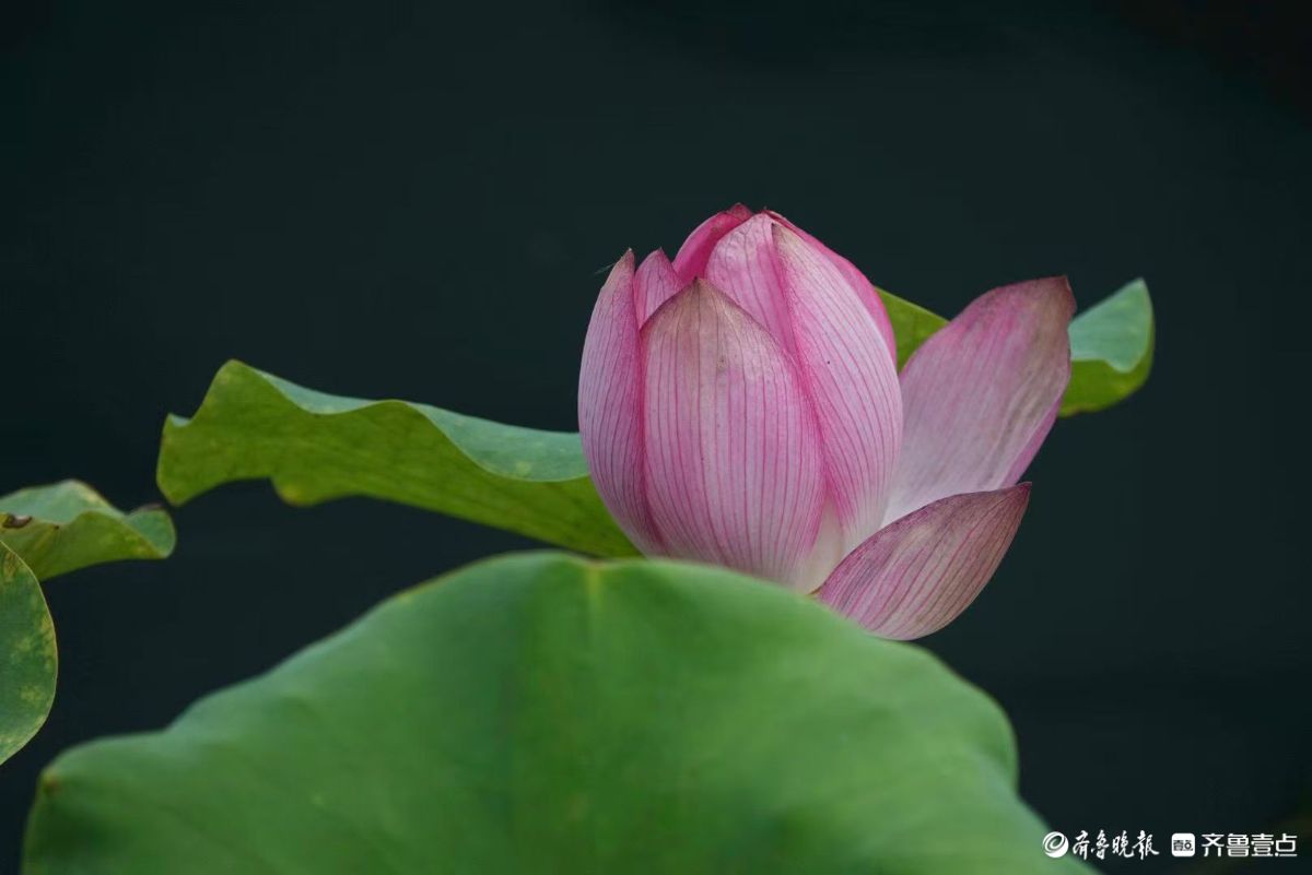 白泉湿地小红荷
