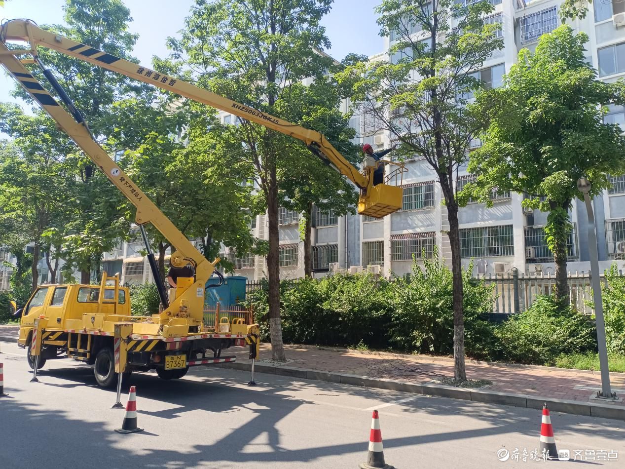 汛期将至，德州市为新河路楸树“体检”，确保市民出行安全