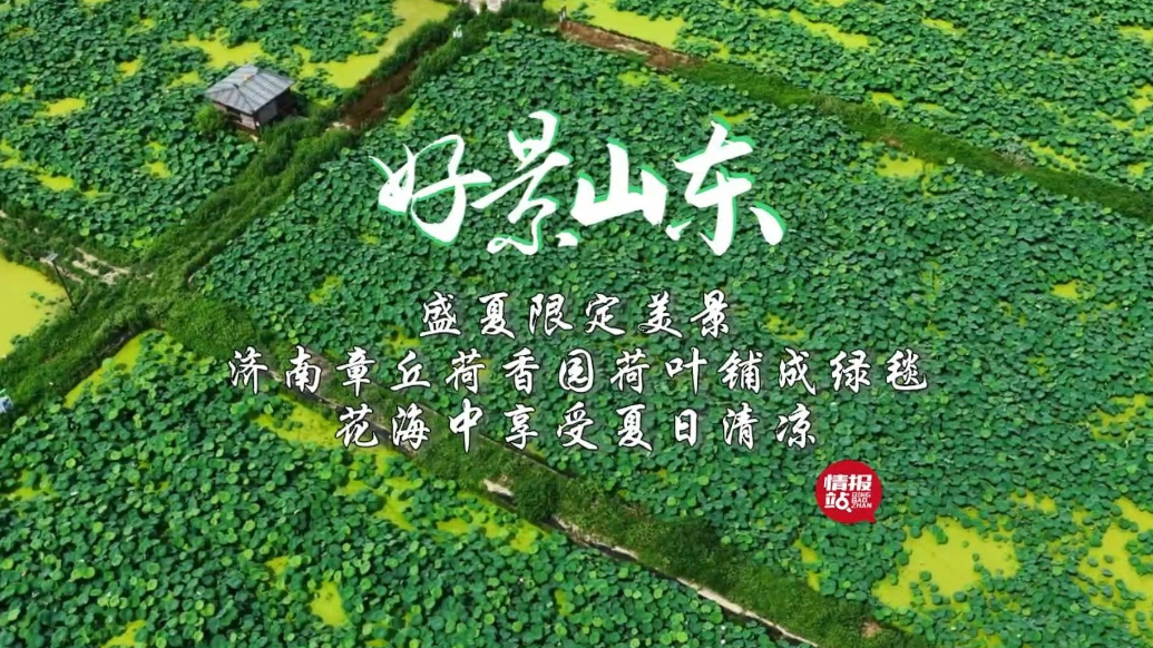 果然视频·好景山东|济南荷香园荷叶铺绿毯，花海中享受夏日清凉