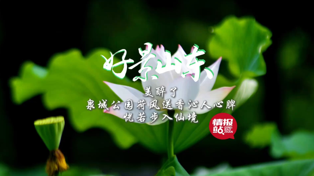 果然视频·好景山东|泉城公园荷风送香沁人心脾，恍若步入仙境！