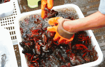 南京兄弟龙虾仙鹤门店被曝用草酸日洗超百斤龙虾