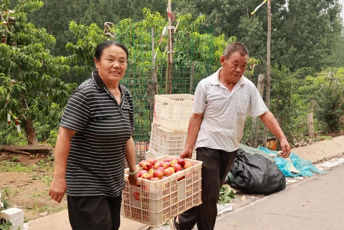 潍坊安丘市：深耕大桃产业沃土 谱写乡村振兴甜蜜篇章