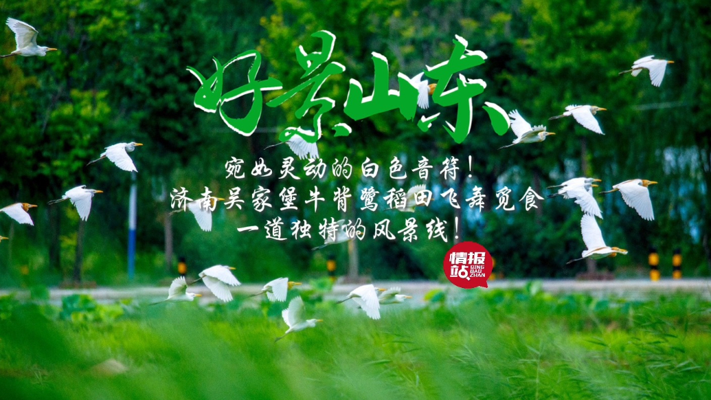 果然视频·好景山东|济南牛背鹭田间觅食飞舞，一道独特风景线