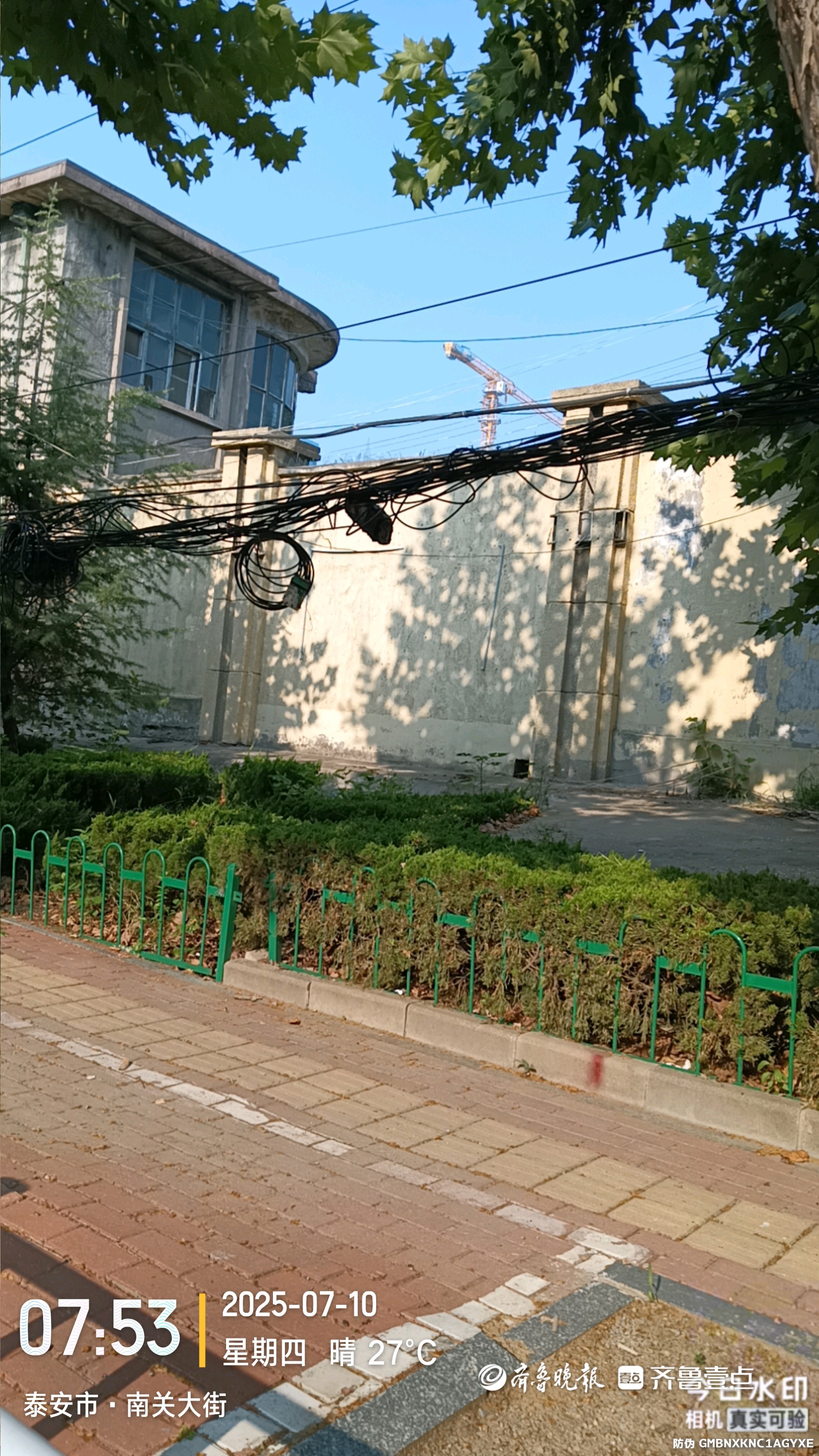 情报站|泰安南关大街一绿化带上方电线悬空，存安全隐患盼修复