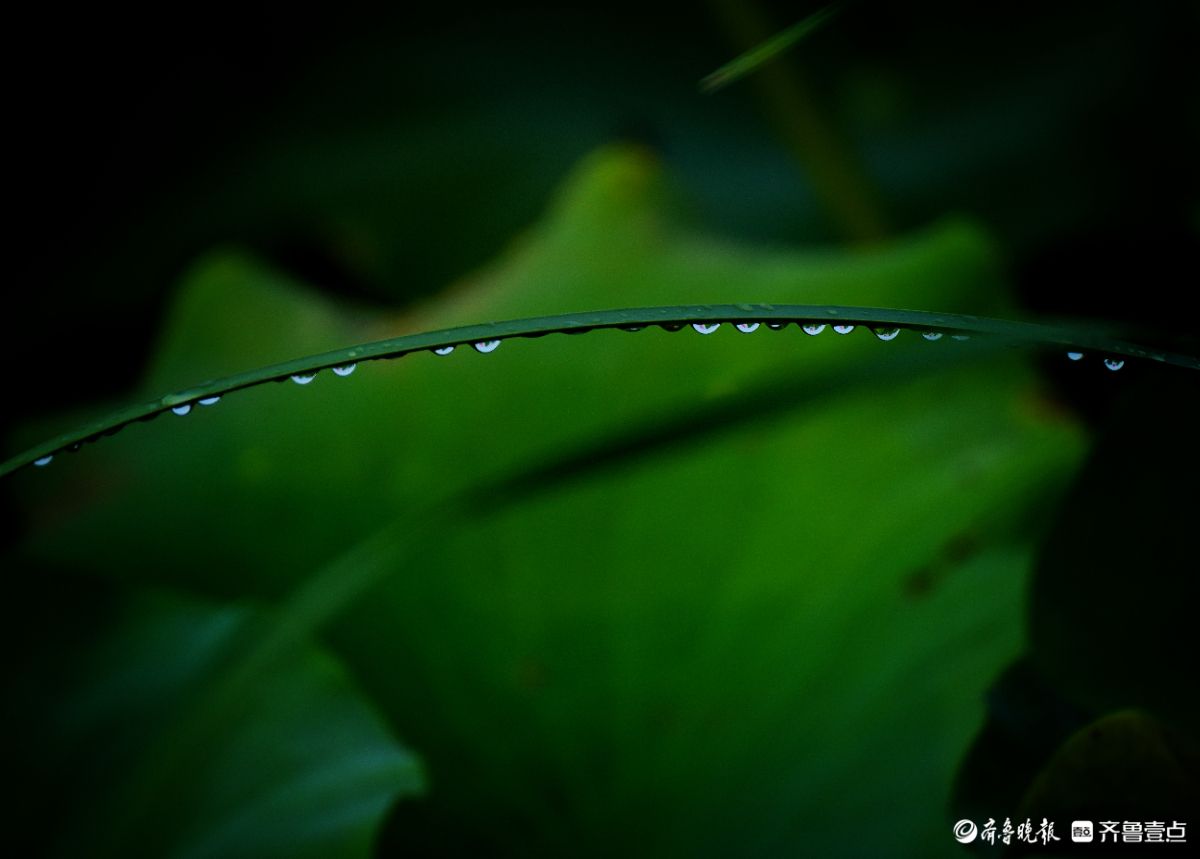 华山湖“湖”拍|雨后荷塘