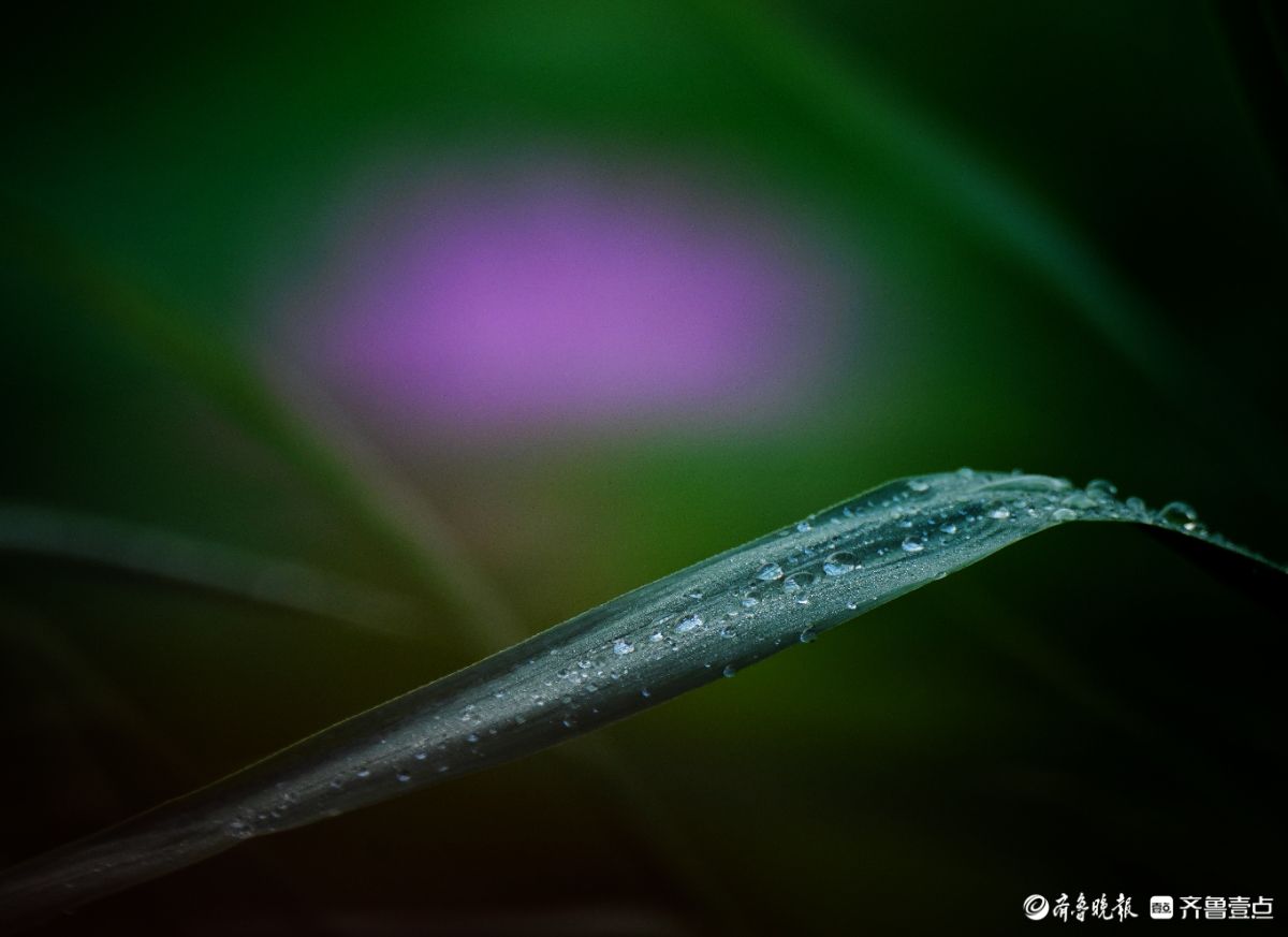 华山湖“湖”拍|雨后荷塘