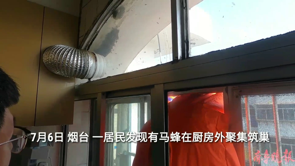 果然视频|居民家厨房外有马蜂筑巢，消防员到场消除蜂患