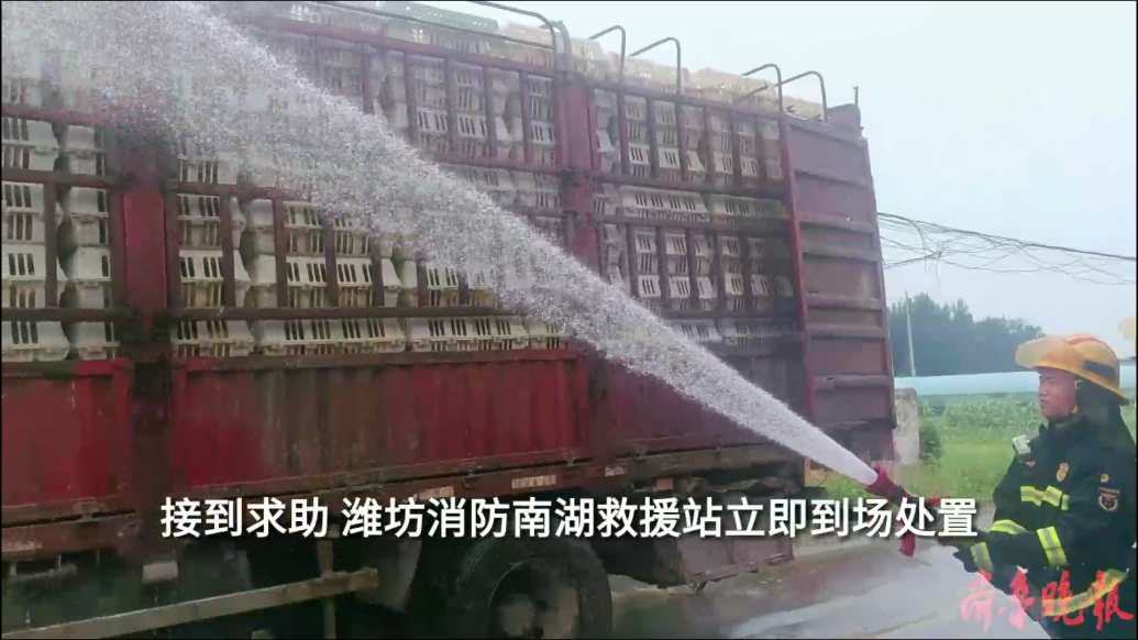 果然视频|四千只活鸡中暑，消防员到场喷水降温“救急”