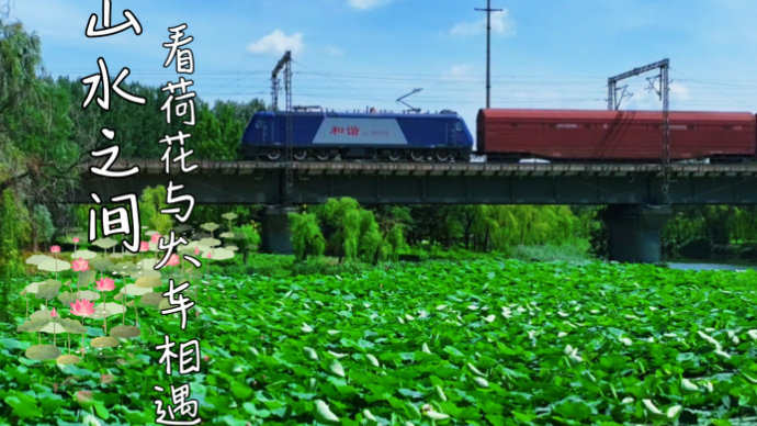 山水之间，看荷花与火车相遇。
