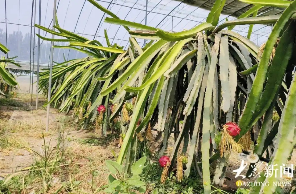南果北种赢在“更新鲜更成熟”，大棚火龙果，采摘正当时！