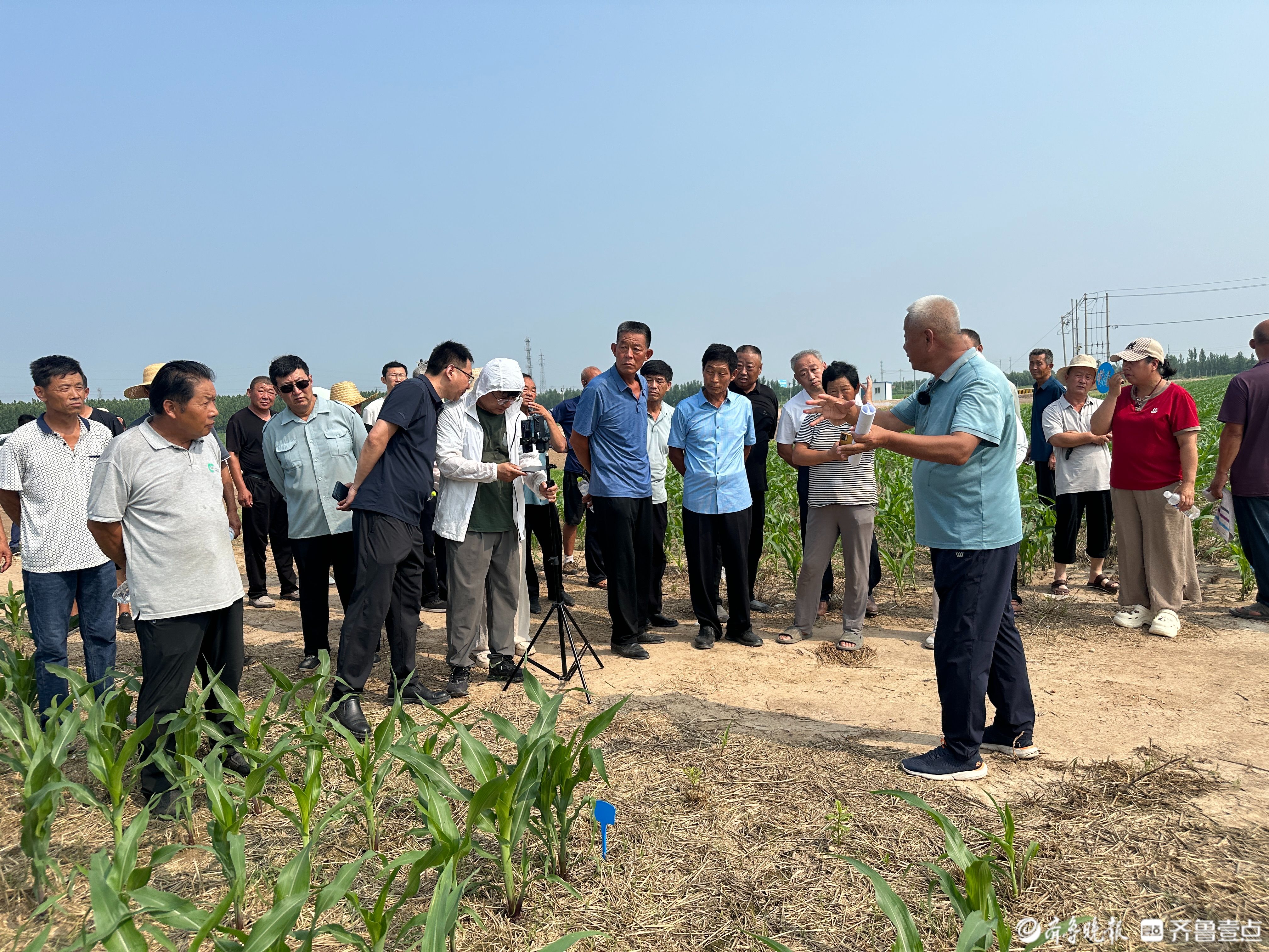 德州市农技专家田间“把脉”赵虎镇玉米夏管添“智”增效