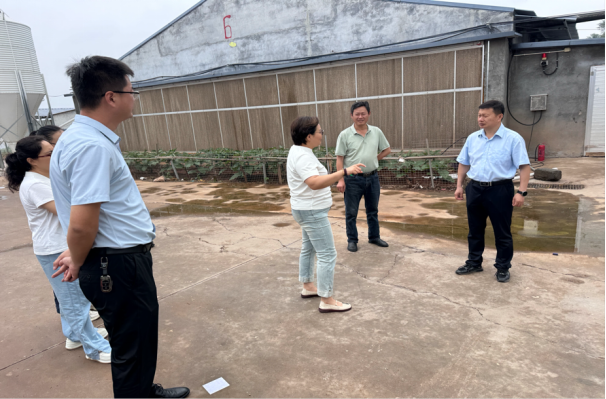 多部门携手共谋发展，肉鸡养殖保险为产业护航