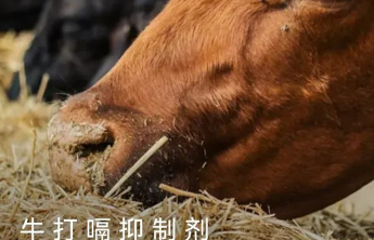 新知｜不许牛放屁，还要征“打嗝税”，它这是“犯天条”了吗  