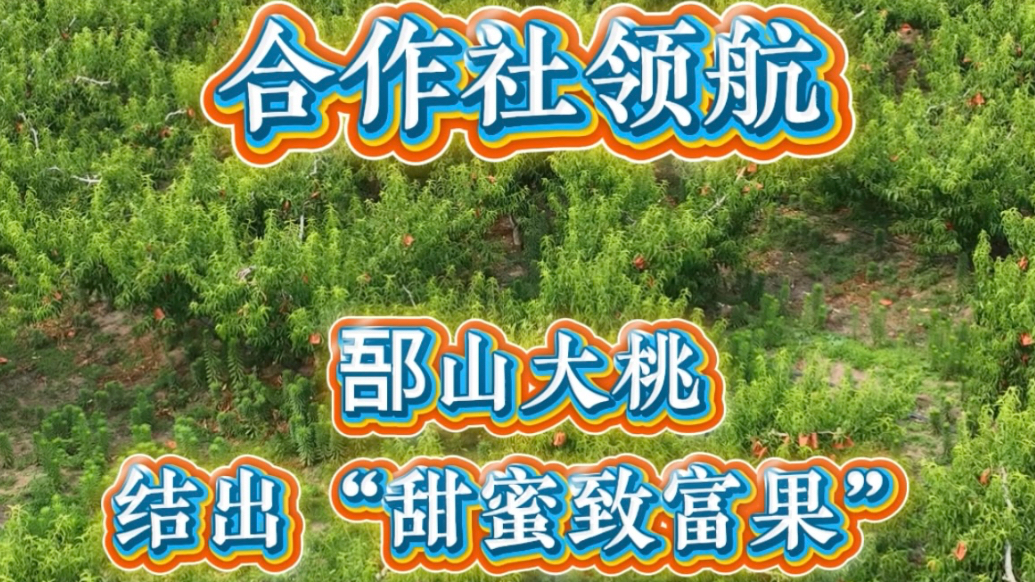 果然视频 | 合作社领航，郚山大桃结出“甜蜜致富果”  