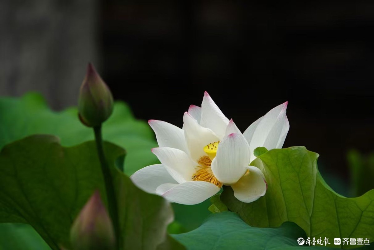 泉城公园点额妆