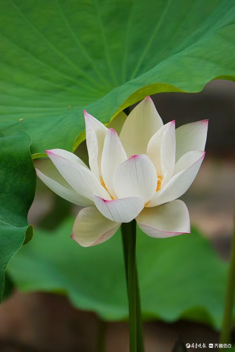 泉城公园点额妆