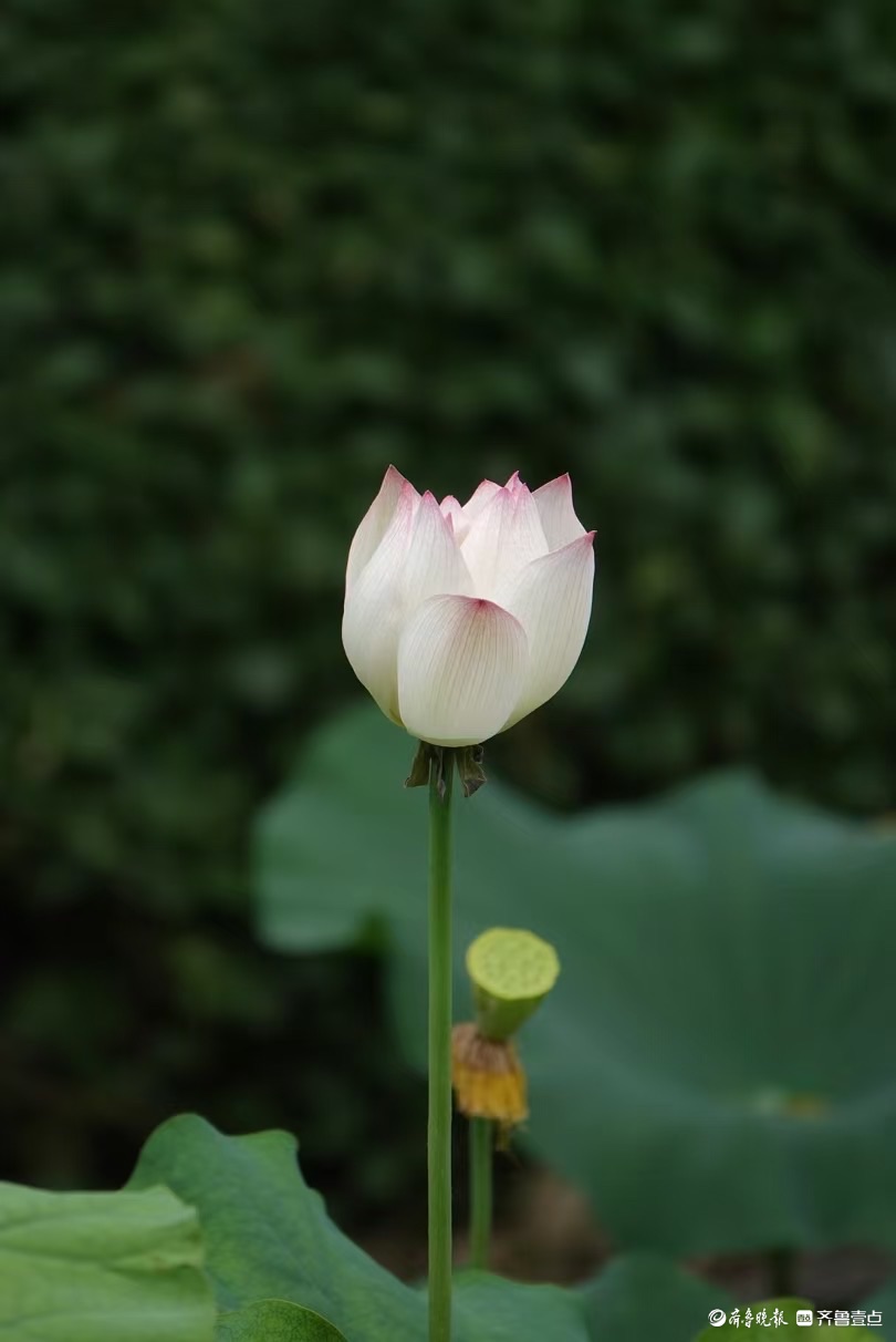 泉城公园点额妆