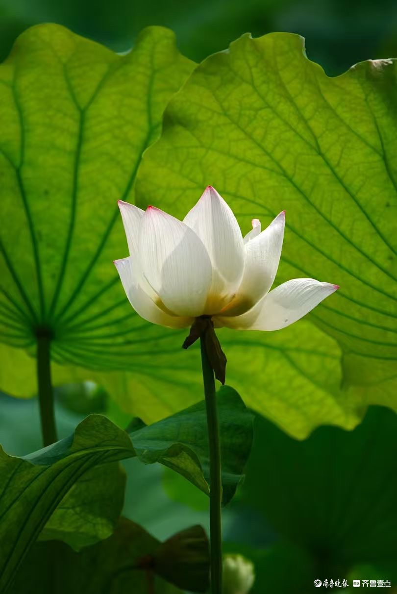 泉城公园点额妆