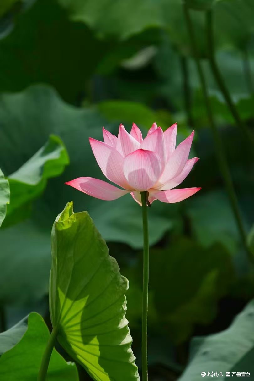 泉城公园荷花尖尖红 