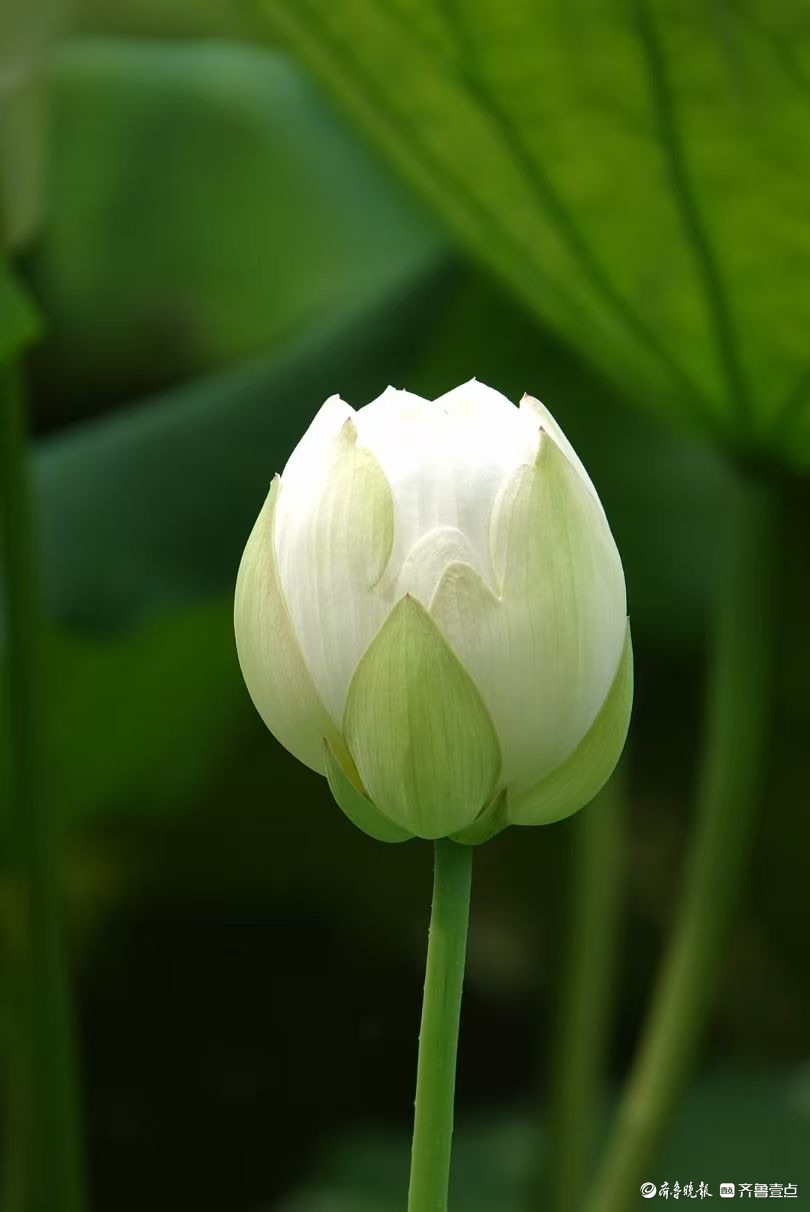 泉城公园白荷如玉 